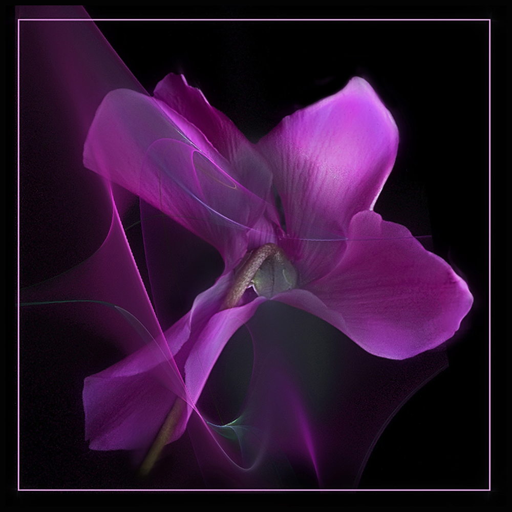 Cyclamen Fractal George Collings