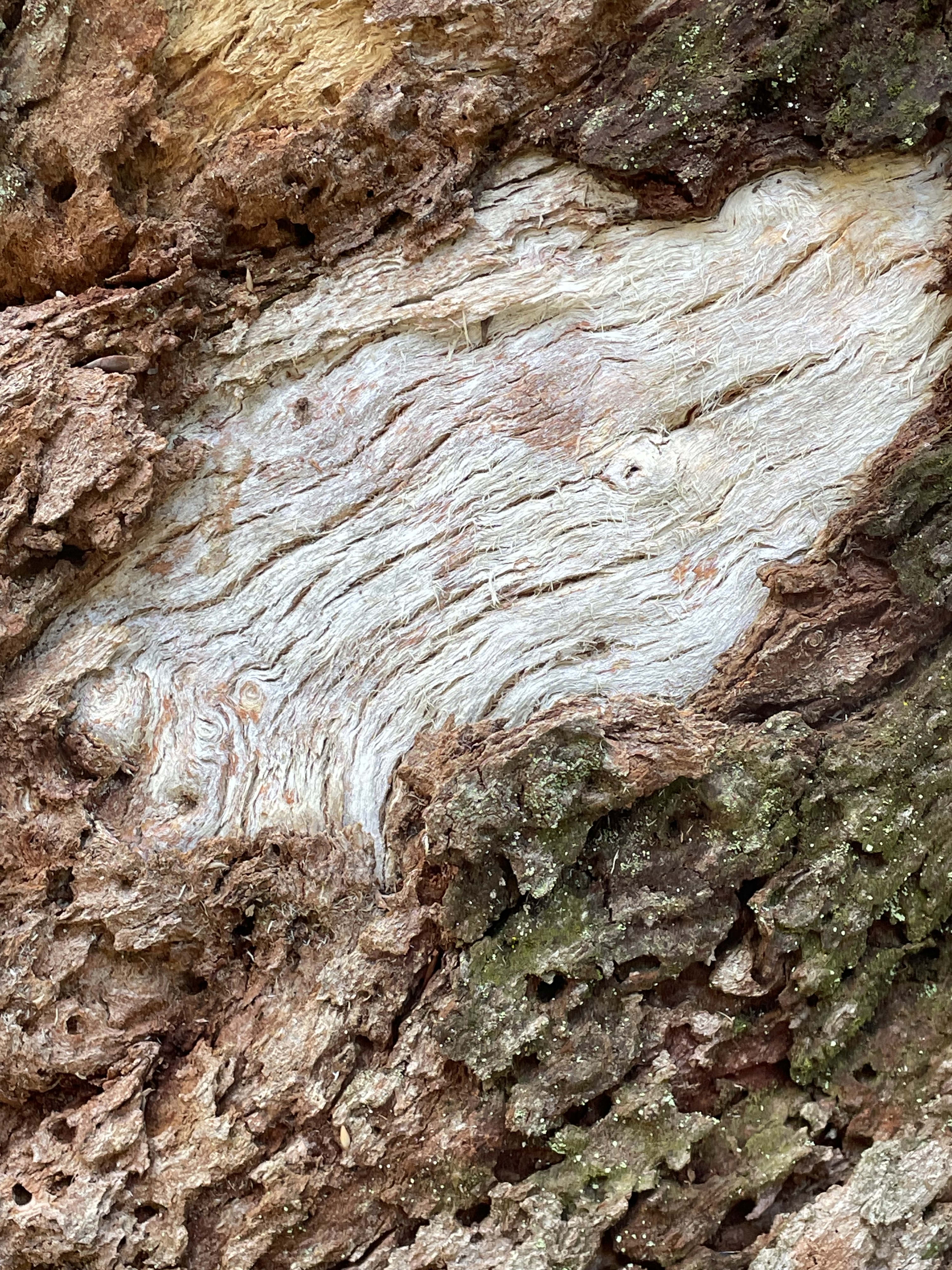 Exposed Bark