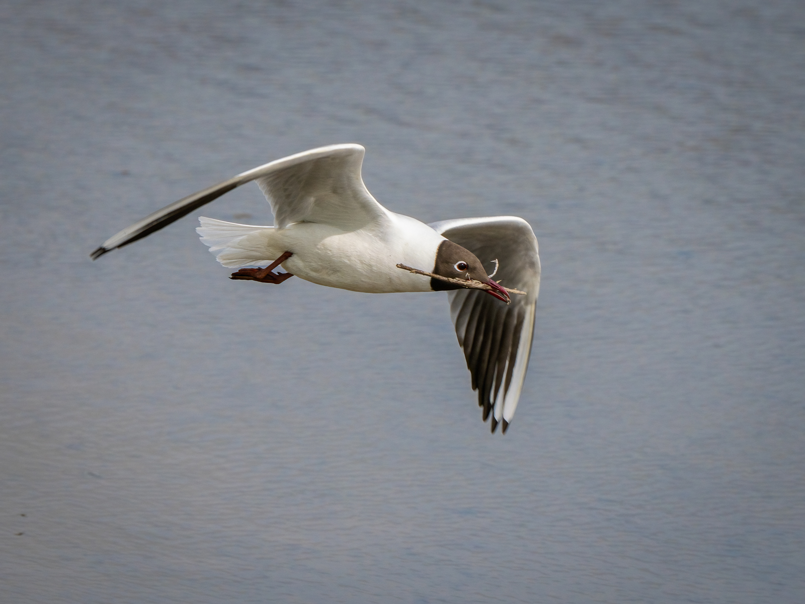 Black Headed Gull (Maggie Bullock)Jpg