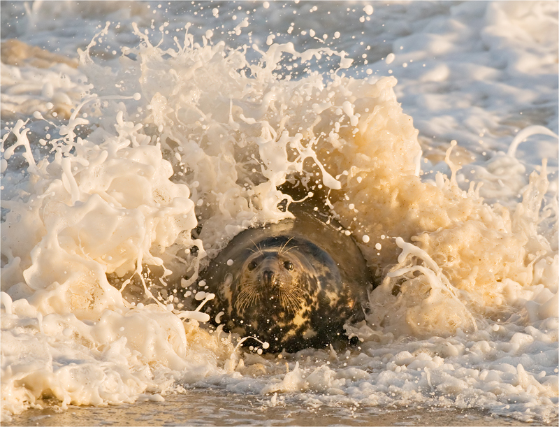 19. Grey Seal DSC 3342