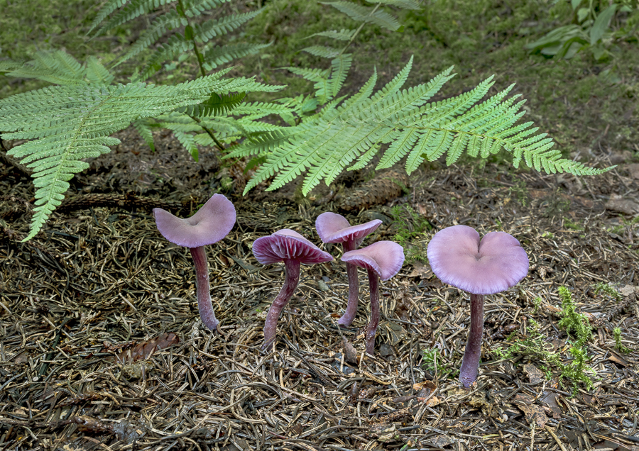 13 Laccaria Amethystina Amthyst Deceiver