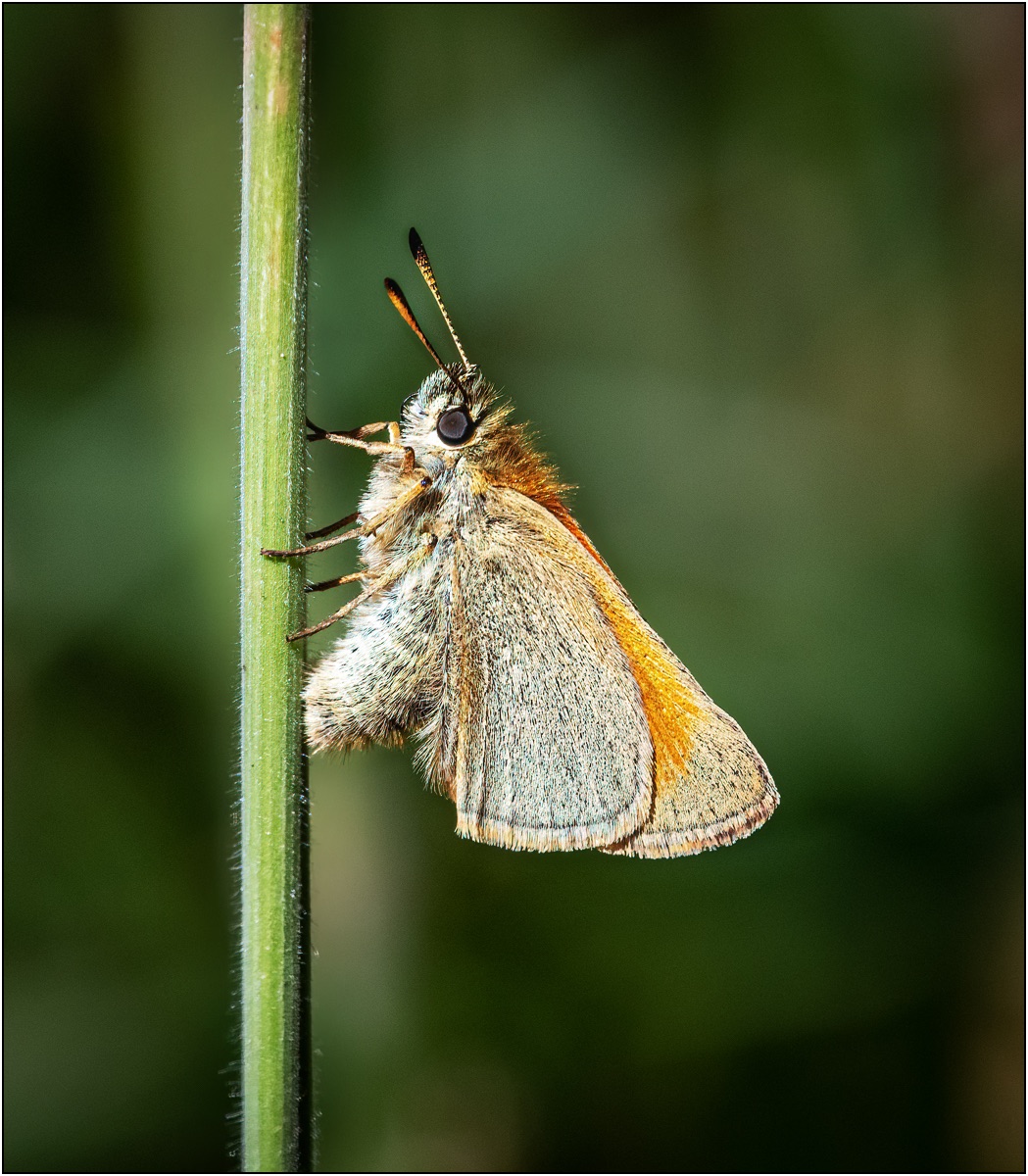 Essex Skipper By Matt Clarke