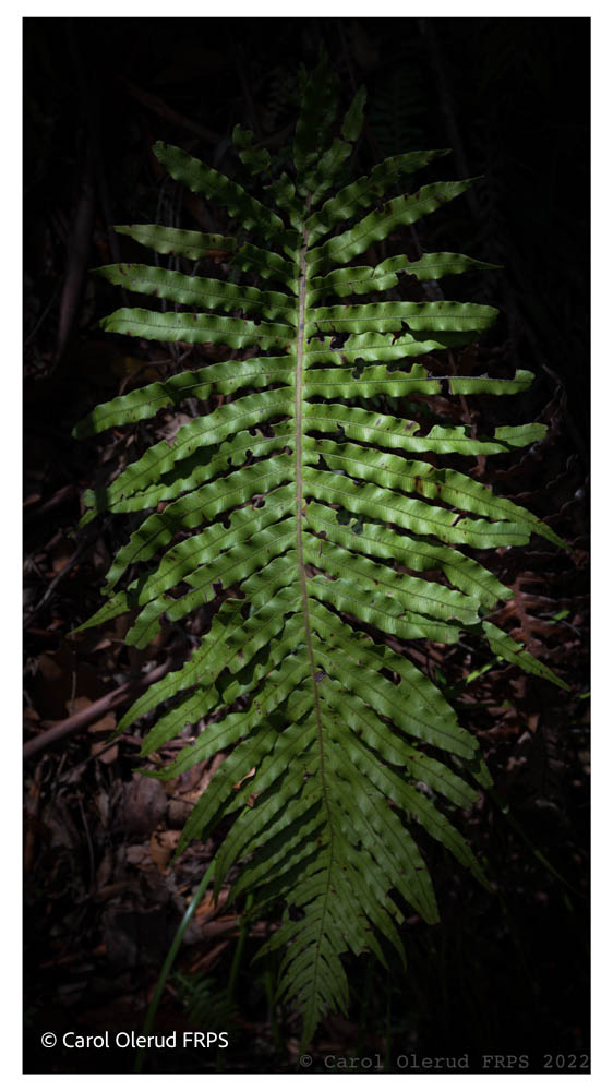 2019 Binna Burra Leaf Print