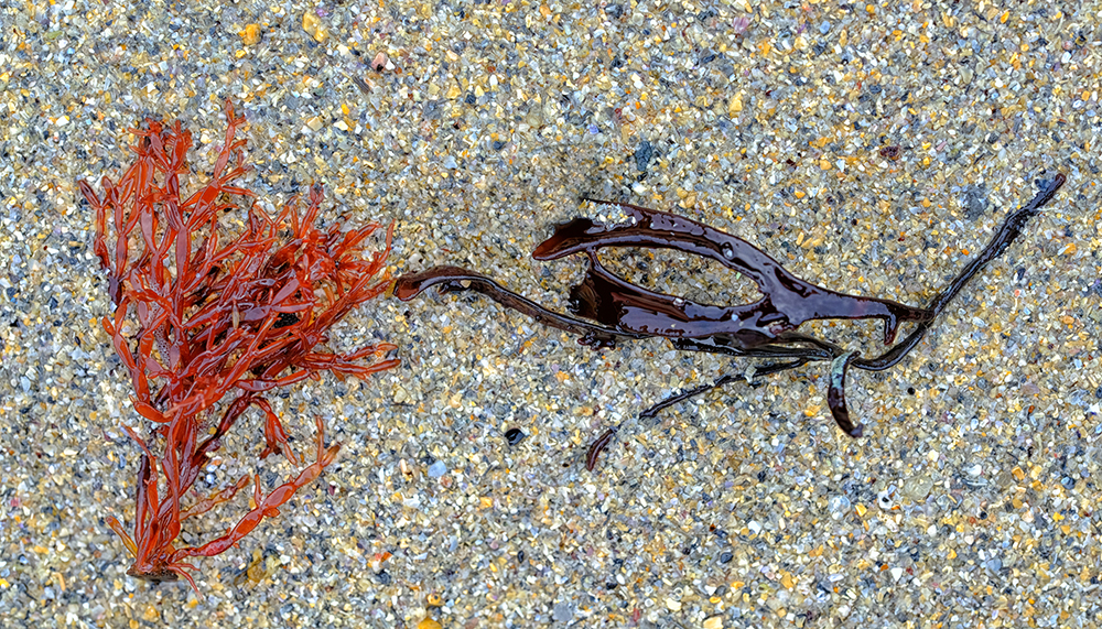 Lend A Hand Sue Searle