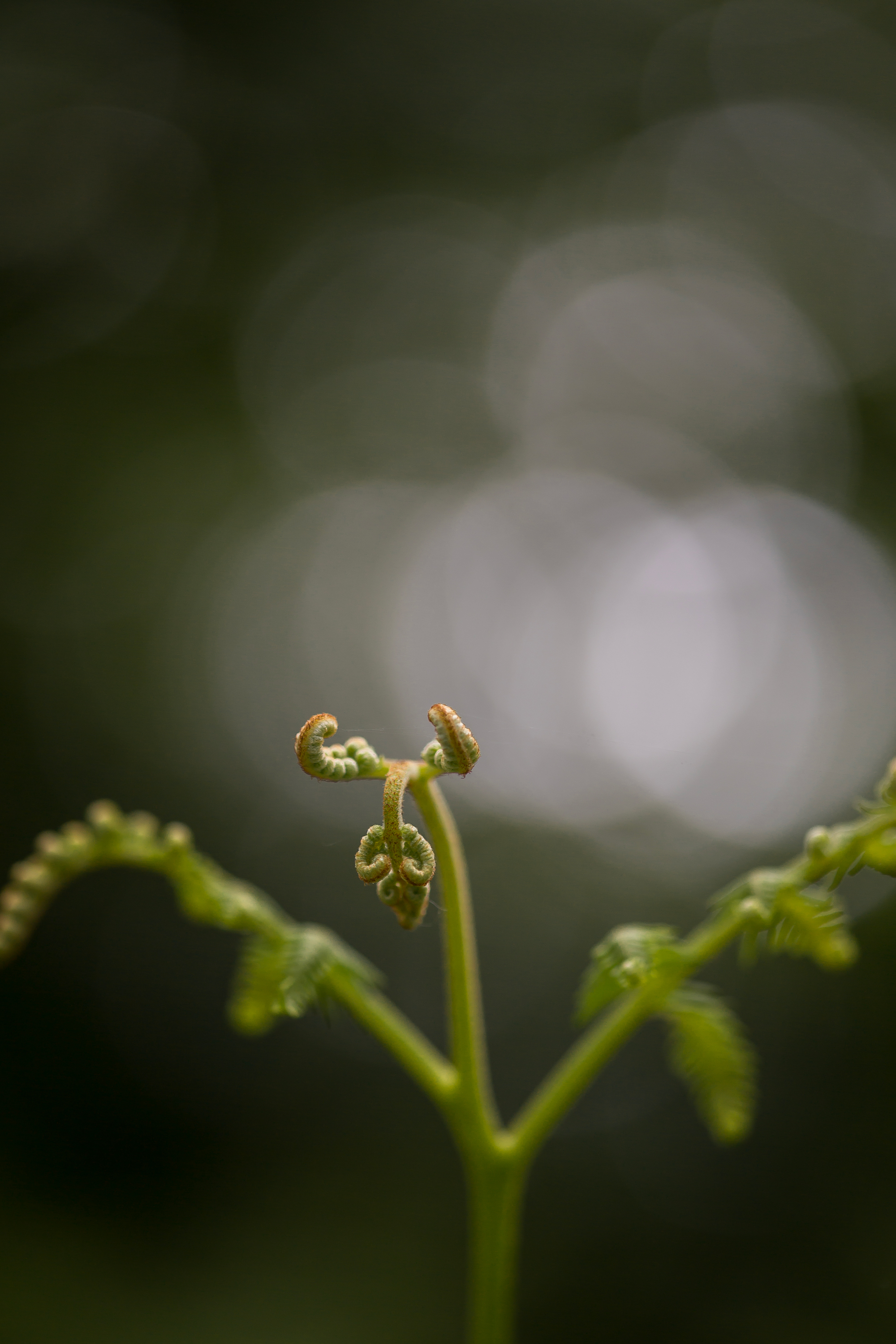 5570252 Nicola Pass Held In The Details