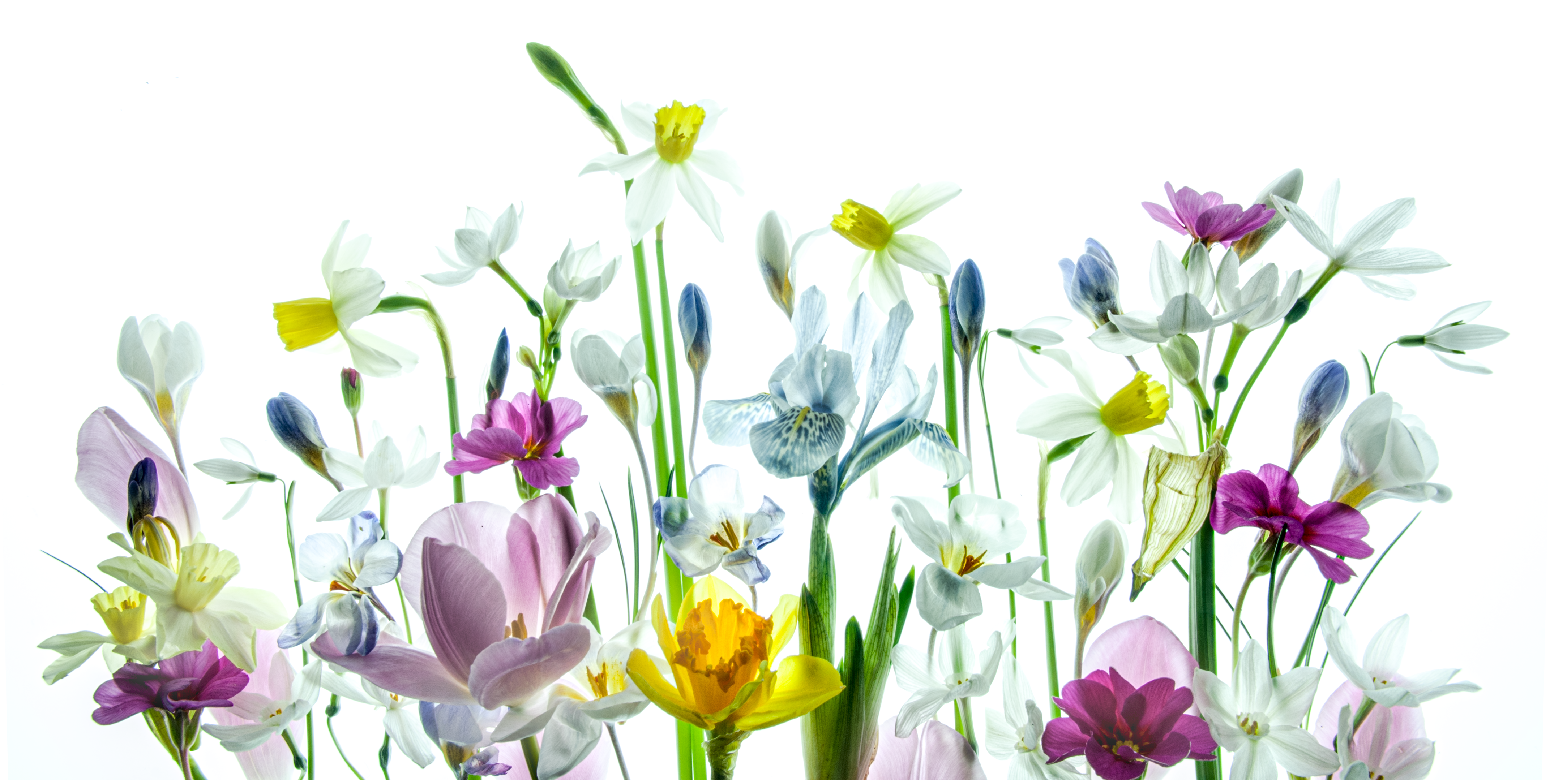 Spring Flowers By Melanie Chalk