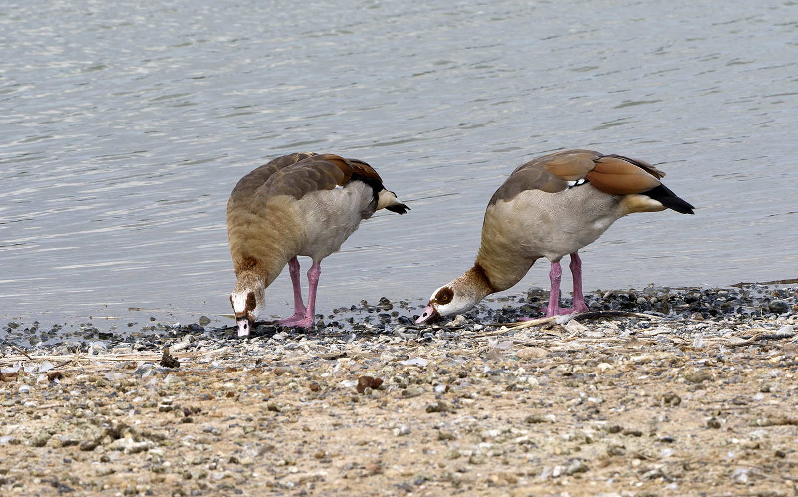 Egyptian Geese By John Chamberlin
