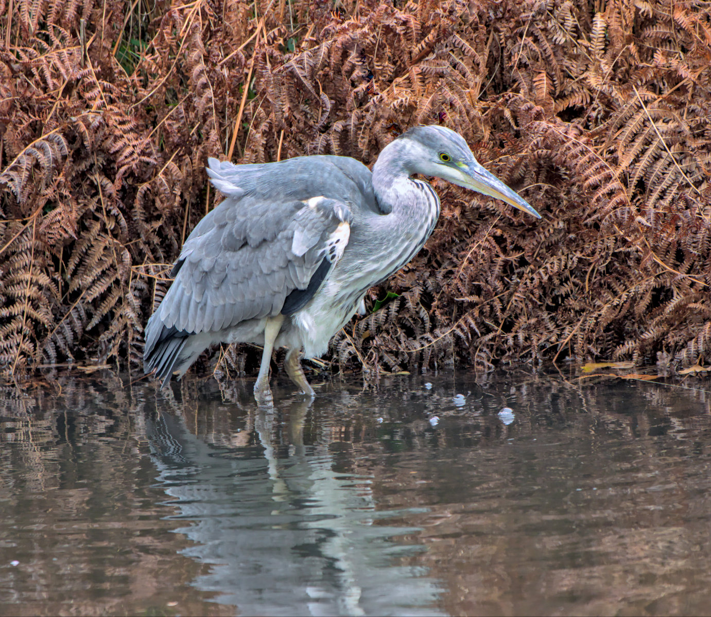Grey Heron By David Belton