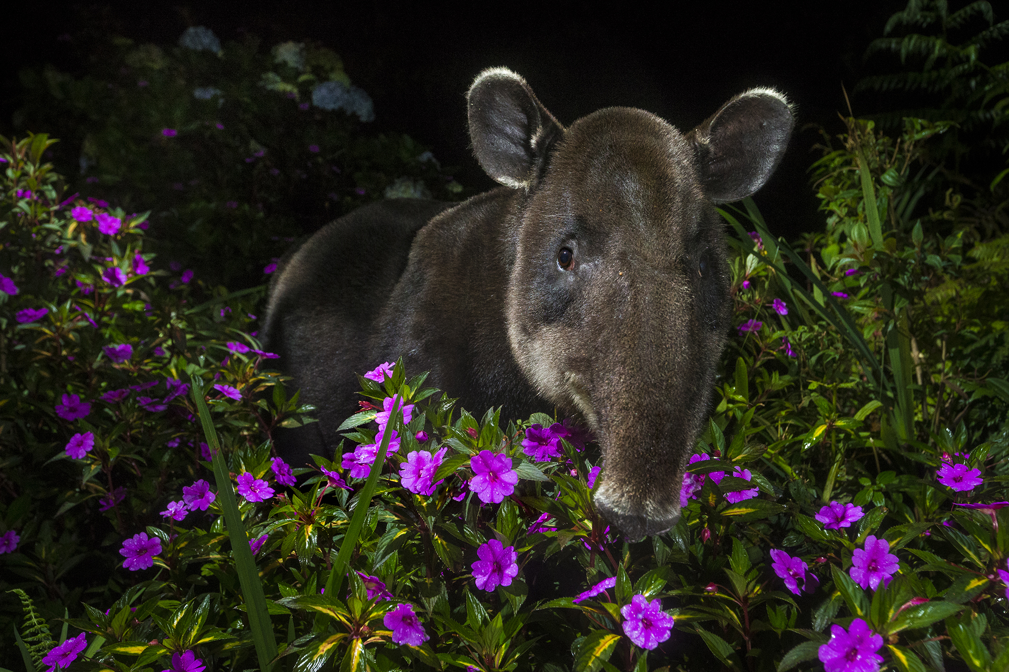 ©Michiel Van Noppen, Wildlife Photographer Of The Year