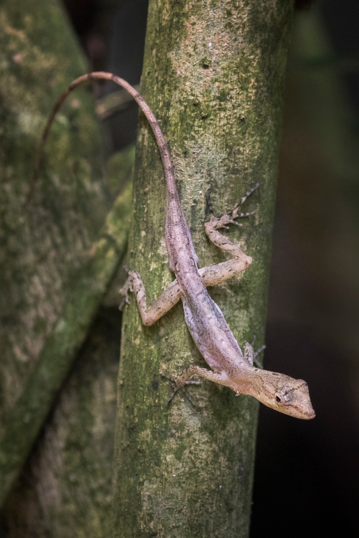 8. Slender Anole