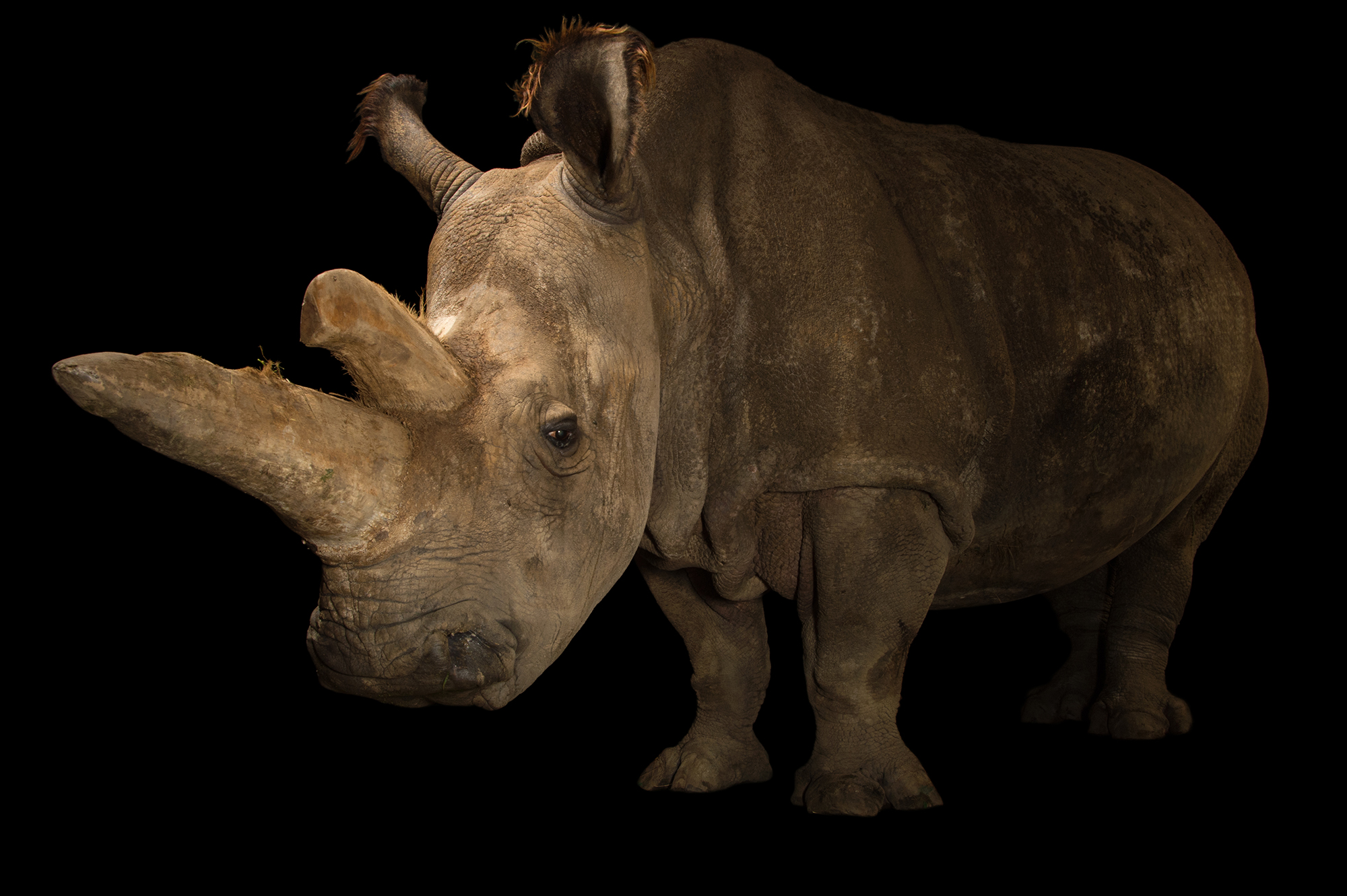 RPS Journal 10 Nabire Northern White Rhinoceros Cr Joel Sartore National Geographic Photo Ark 2504815