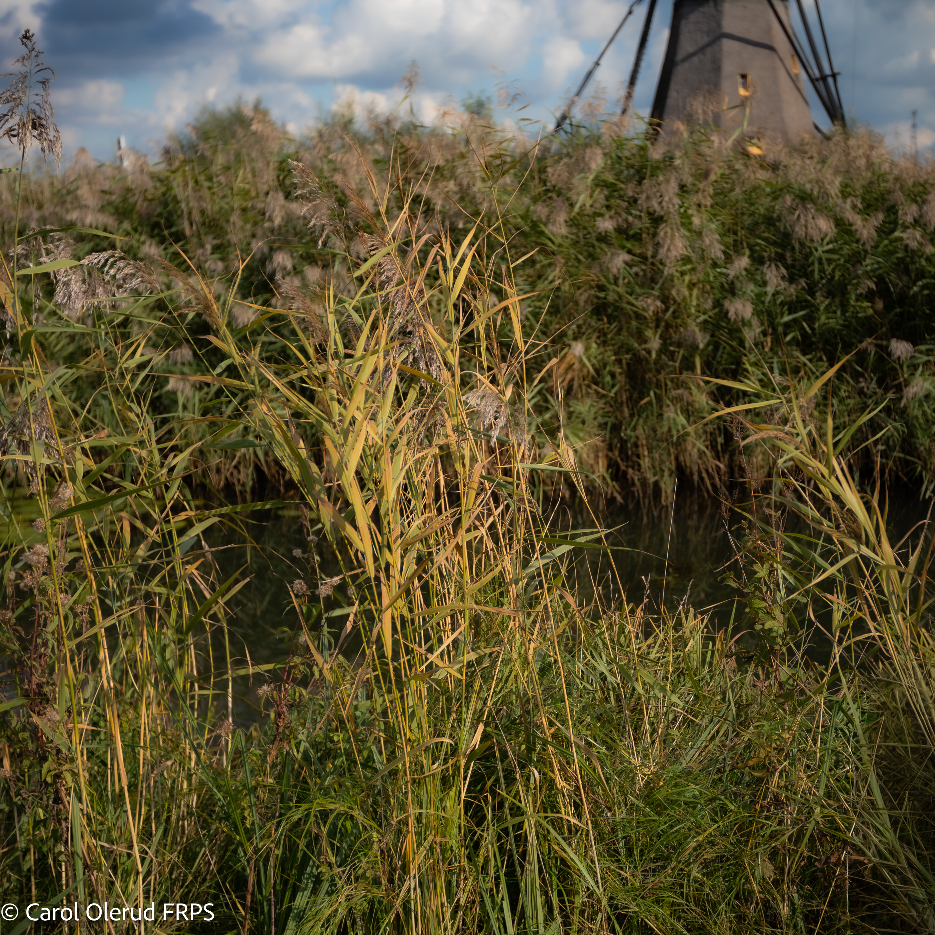 TWT Inland Waters © Carol Olerud FRPS 02