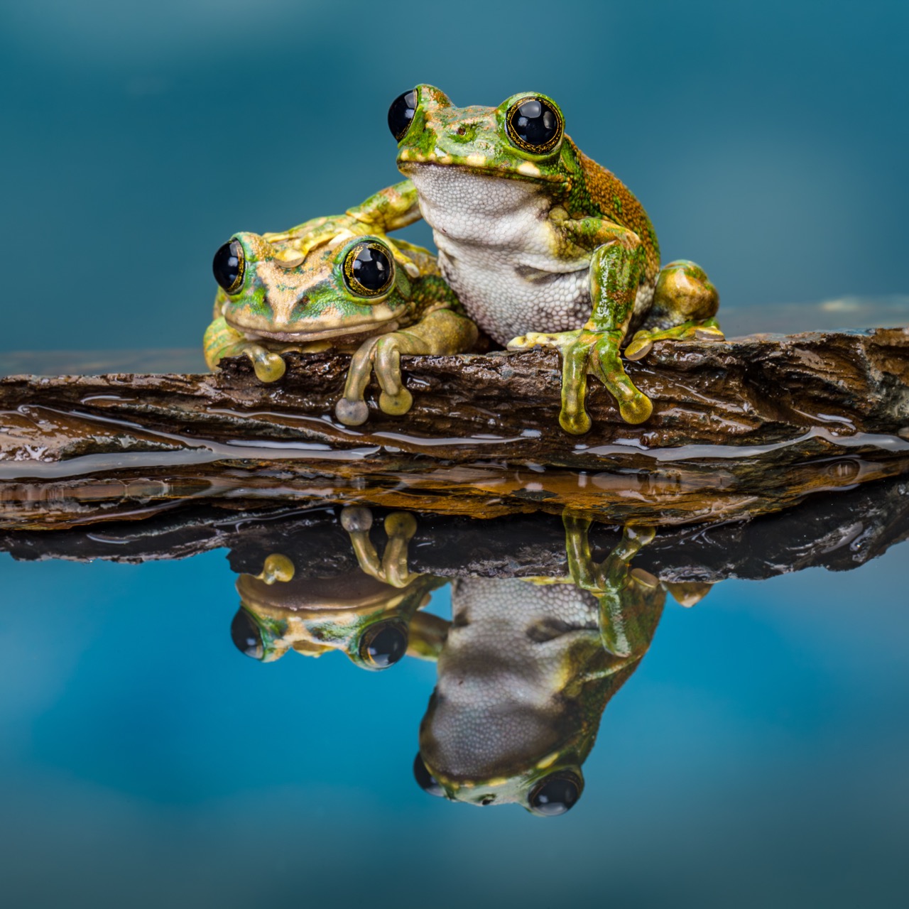 Peacock Tree Frogs Large