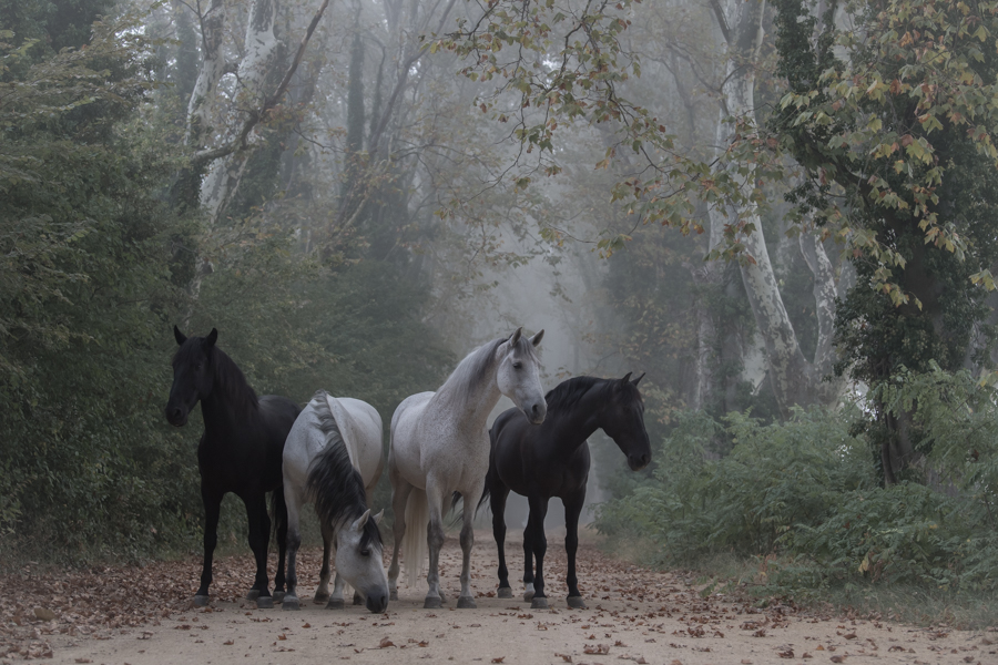 Horses Of The Forest By Amy Heinen (USA)