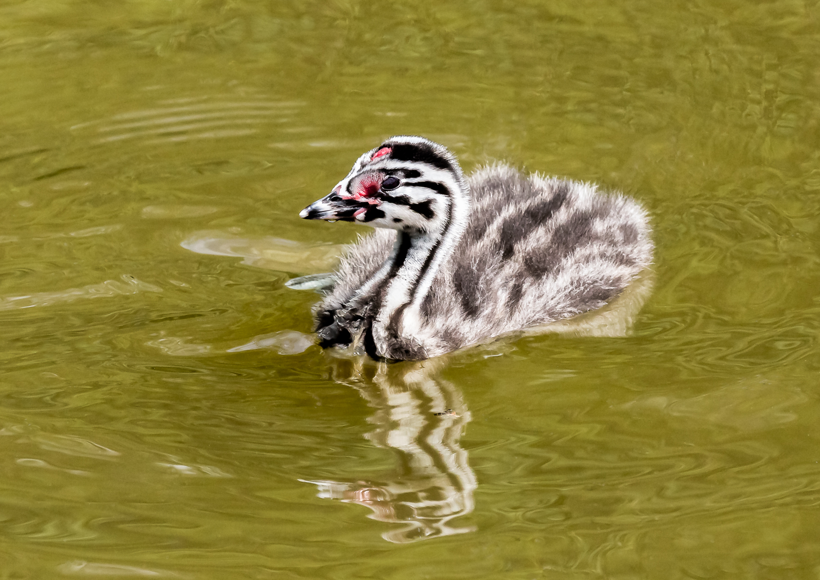 14 Grebe Chick