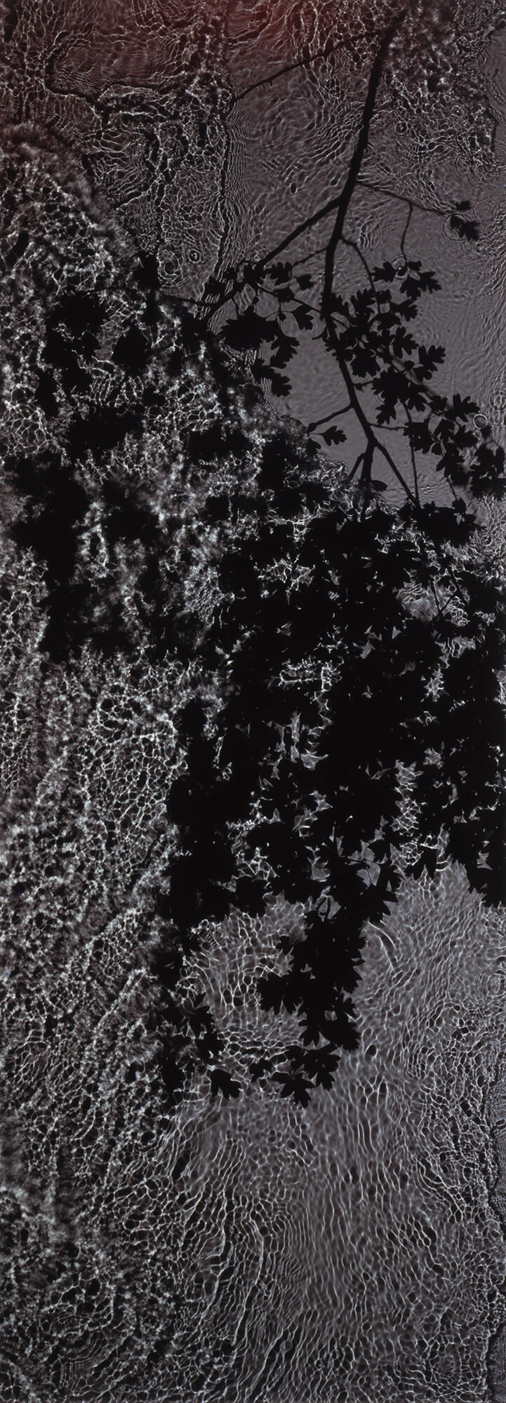 Tiny‘River Taw, 1998’, Unique Dye Destruction Print By Susan Derges Honfrps