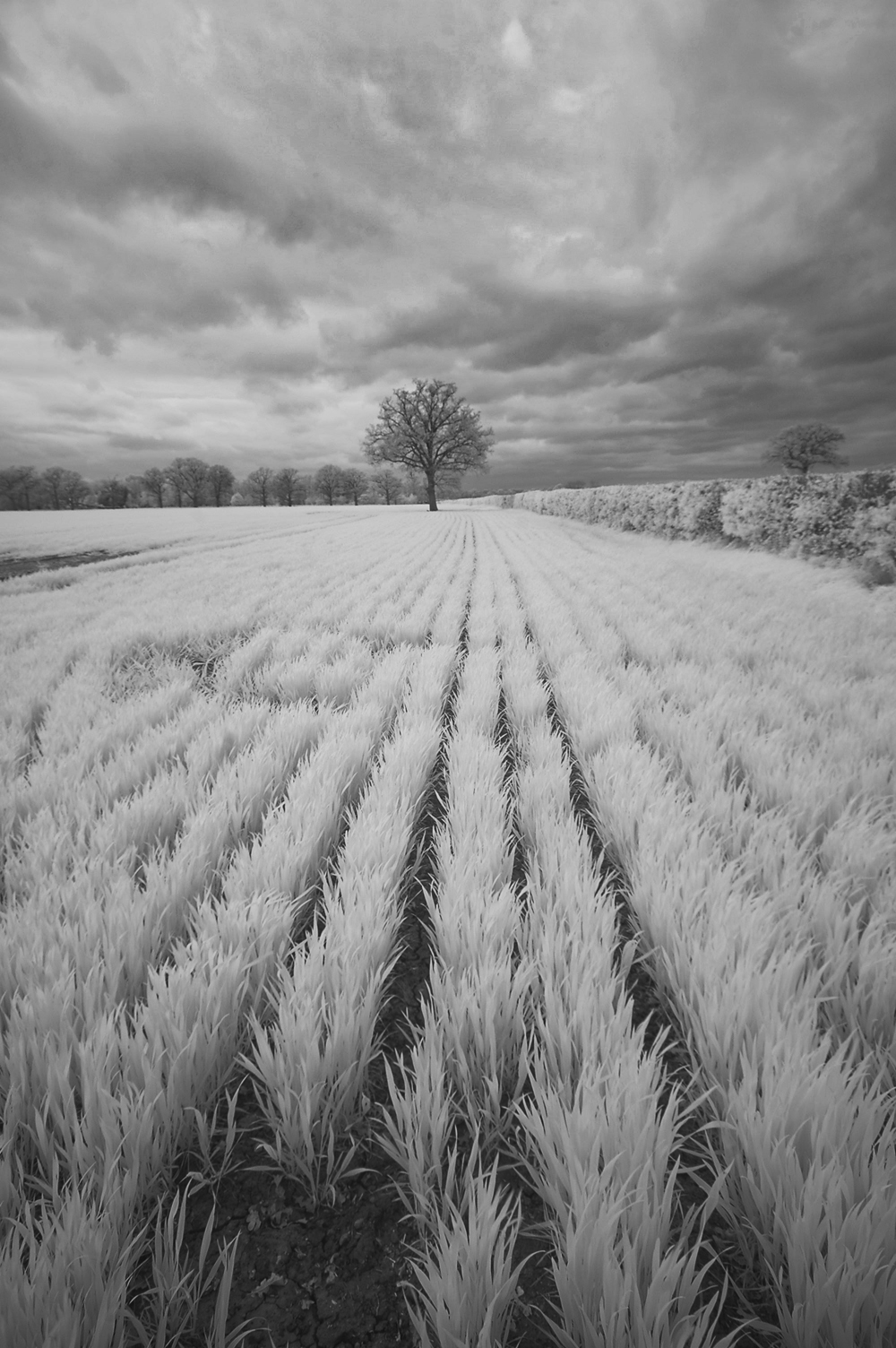 Wheat Field