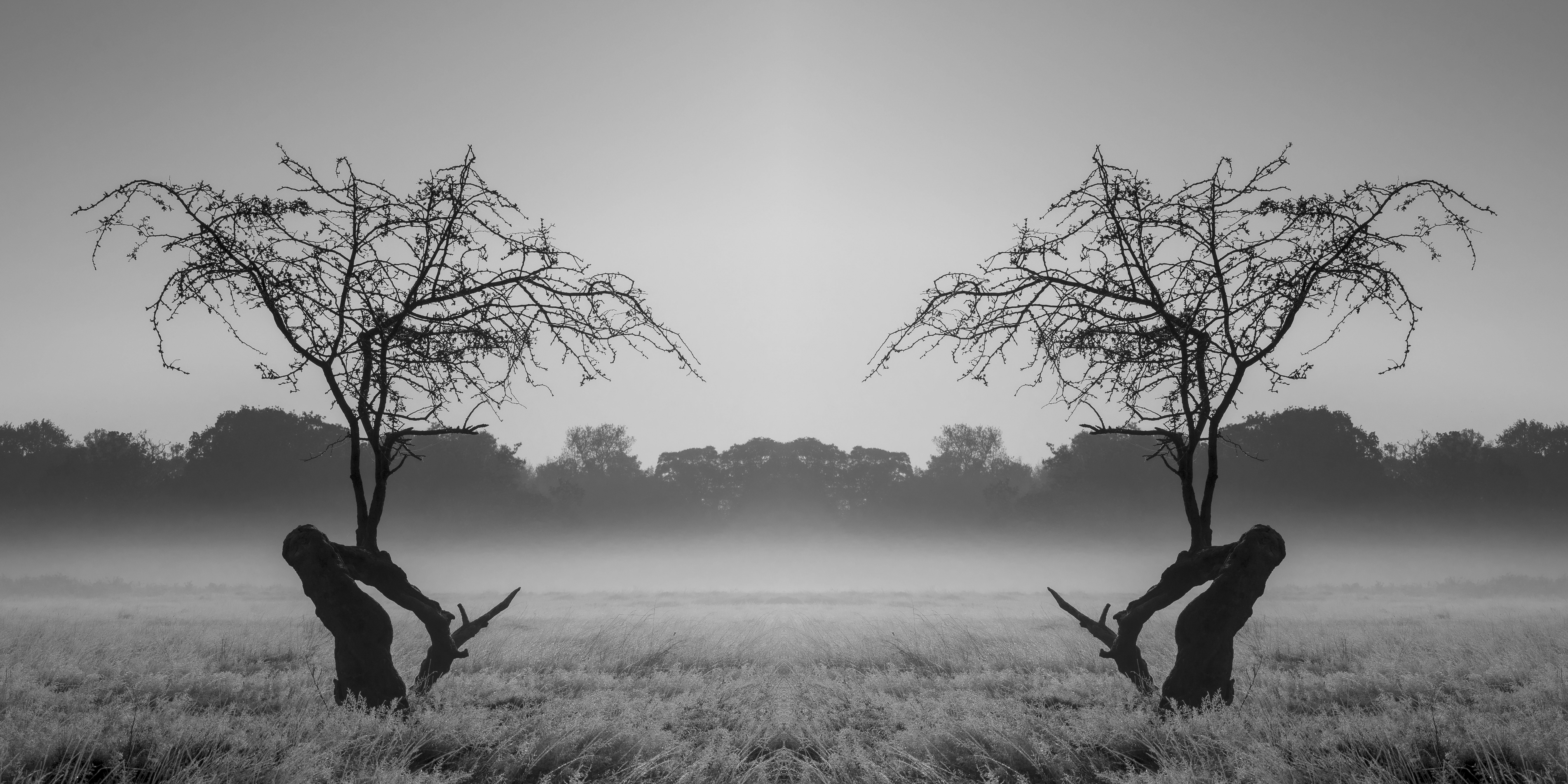 Invisible Trees by Jennie Meadows