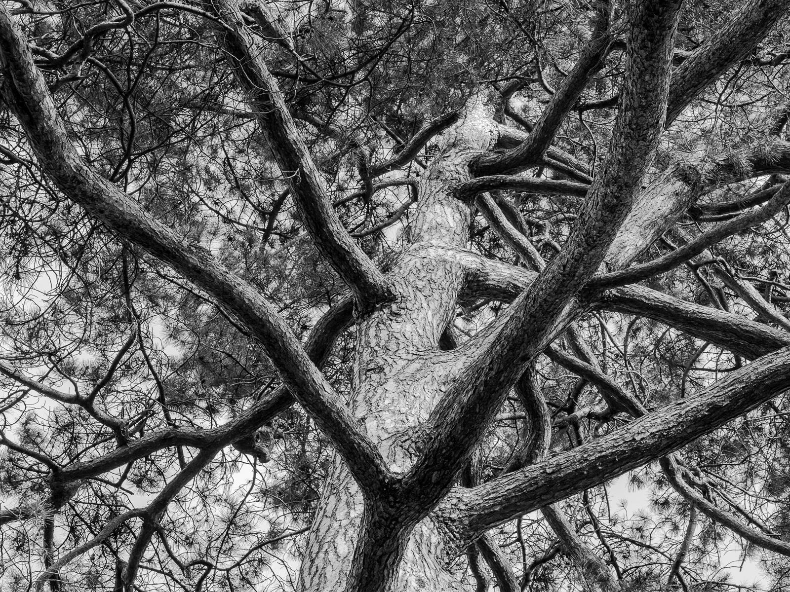 Corsican Pine by Joan Jordan ARPS