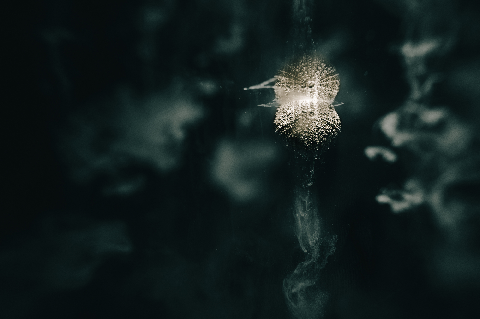 5577305 Victoria Stokes Arps Ocean Acidification 3 3