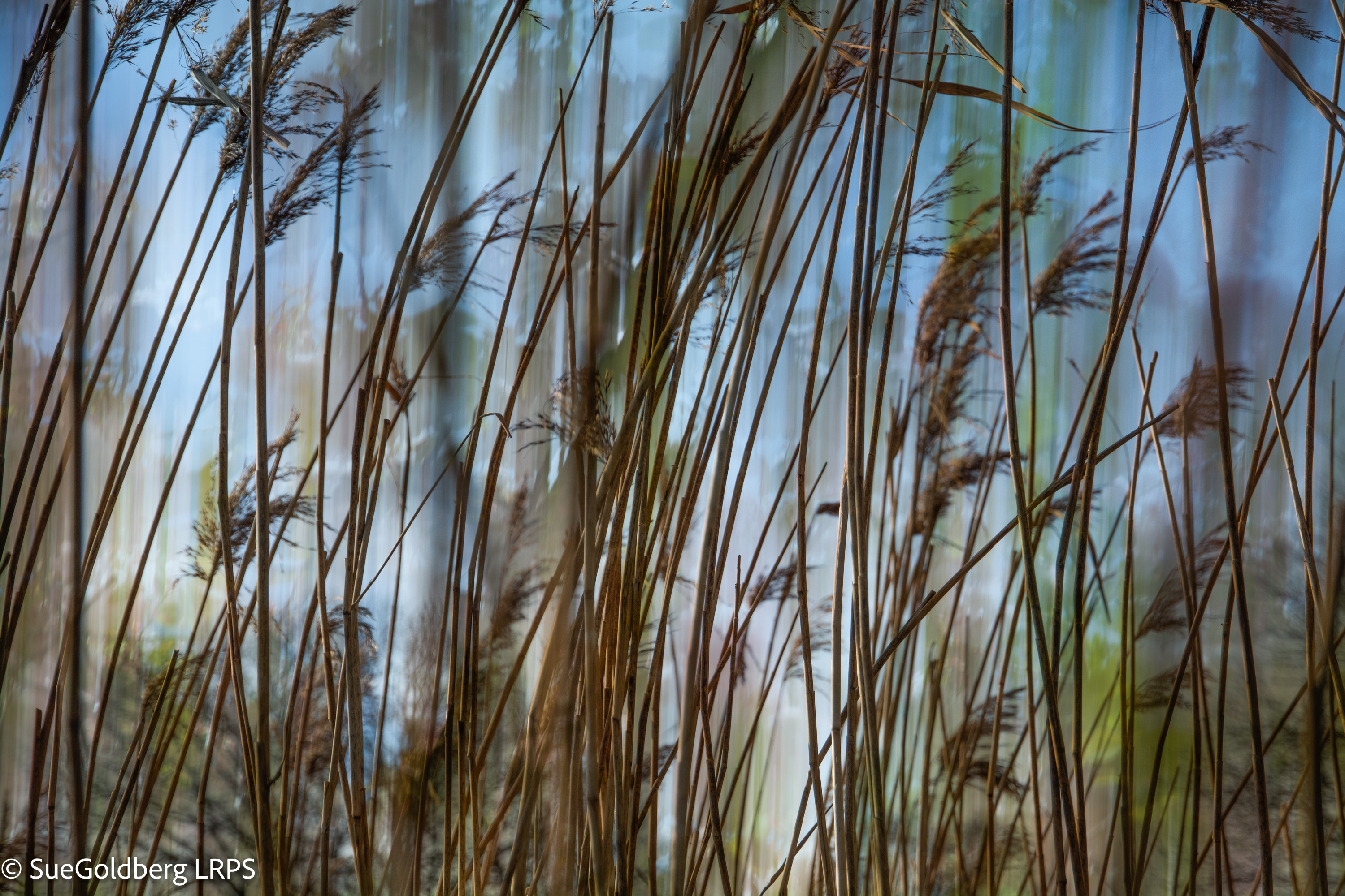 Sue Goldberg TWT Photo 2