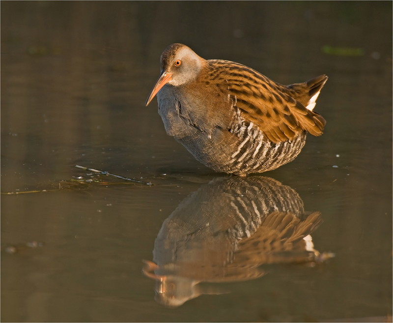 1. Water Rail DSC 2833