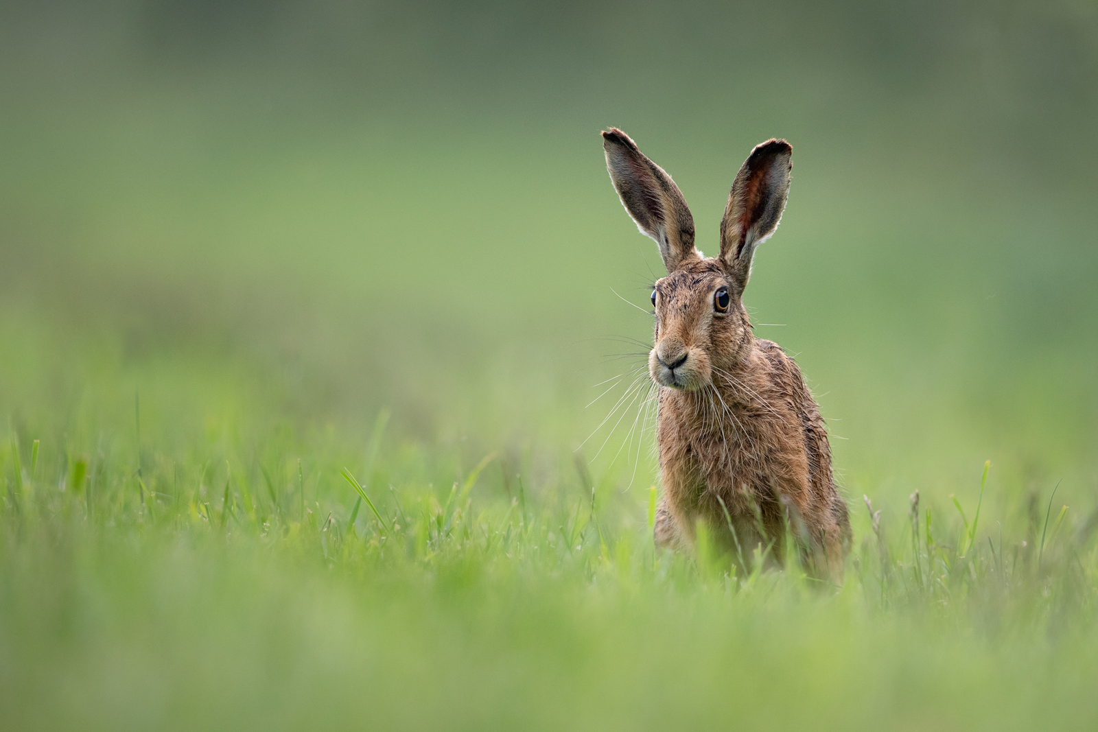 Young Brown Hare