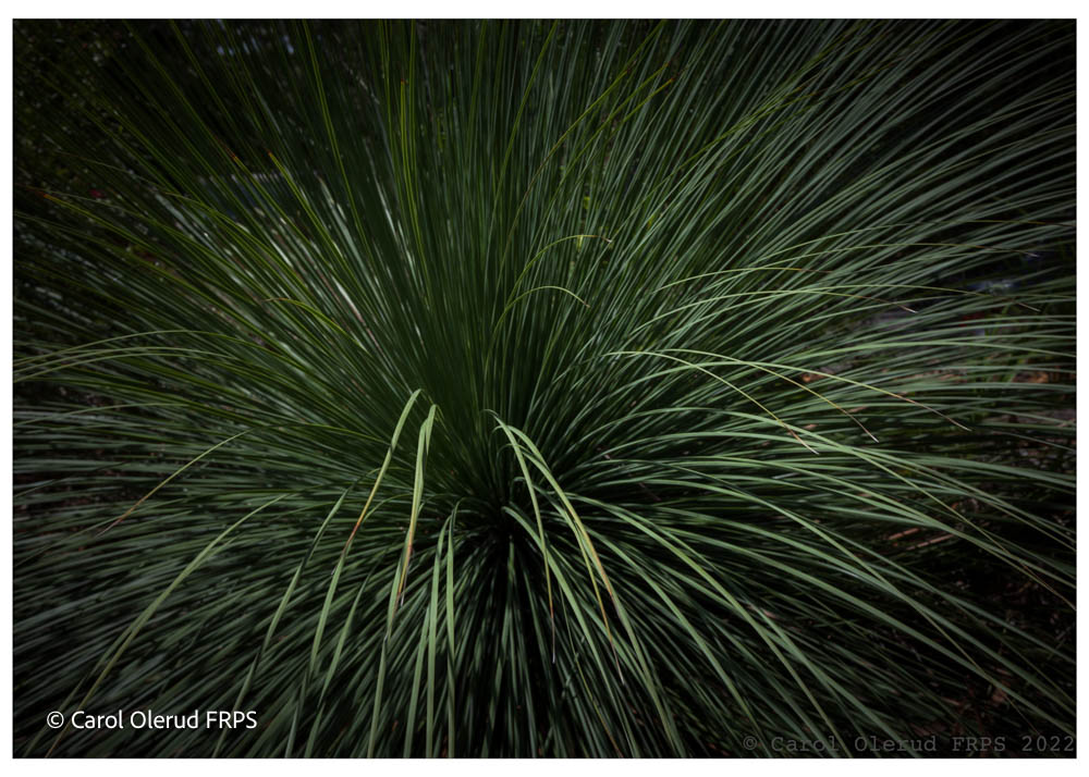 2019 Binna Burra Plant Print