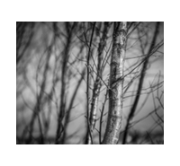 Silver Birch (R)