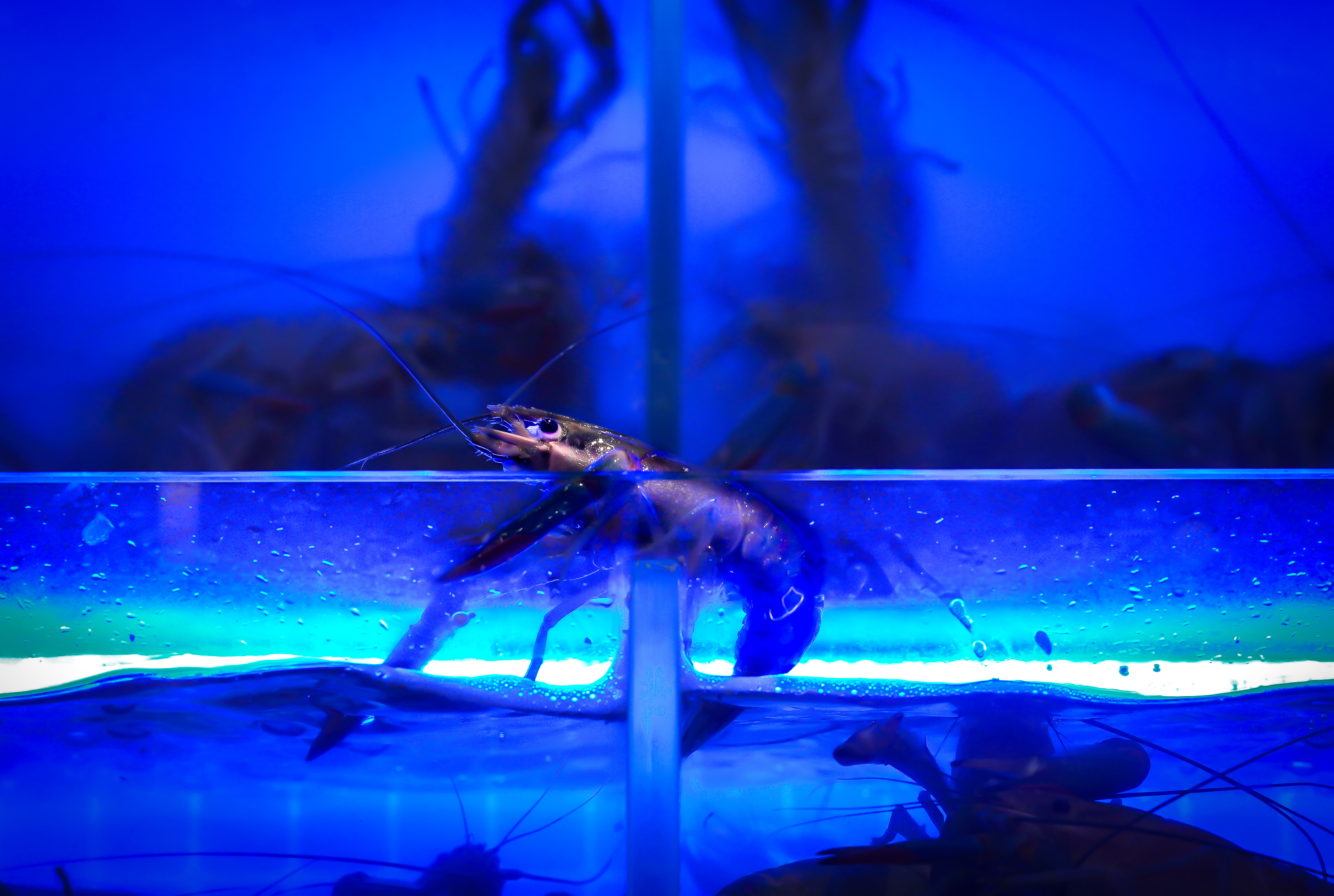 3044275 41 Shortlisted Neurochemistry And Hierarchical Structures In Nature By Chi Chi Cheng