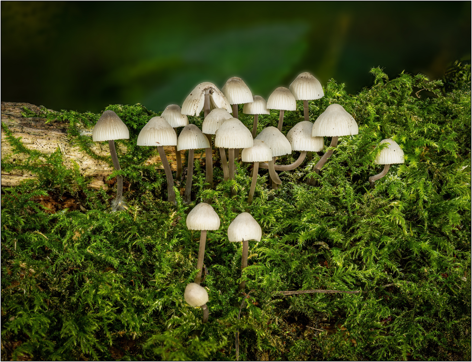 Matt Stack 22 MC1 7701 7710 Dmap