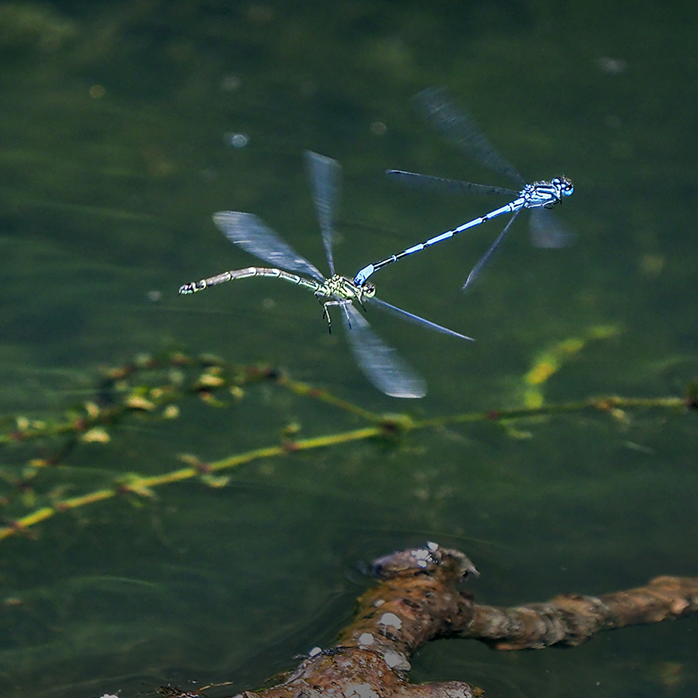 Blue Damsel Flies Mating Ken Holland