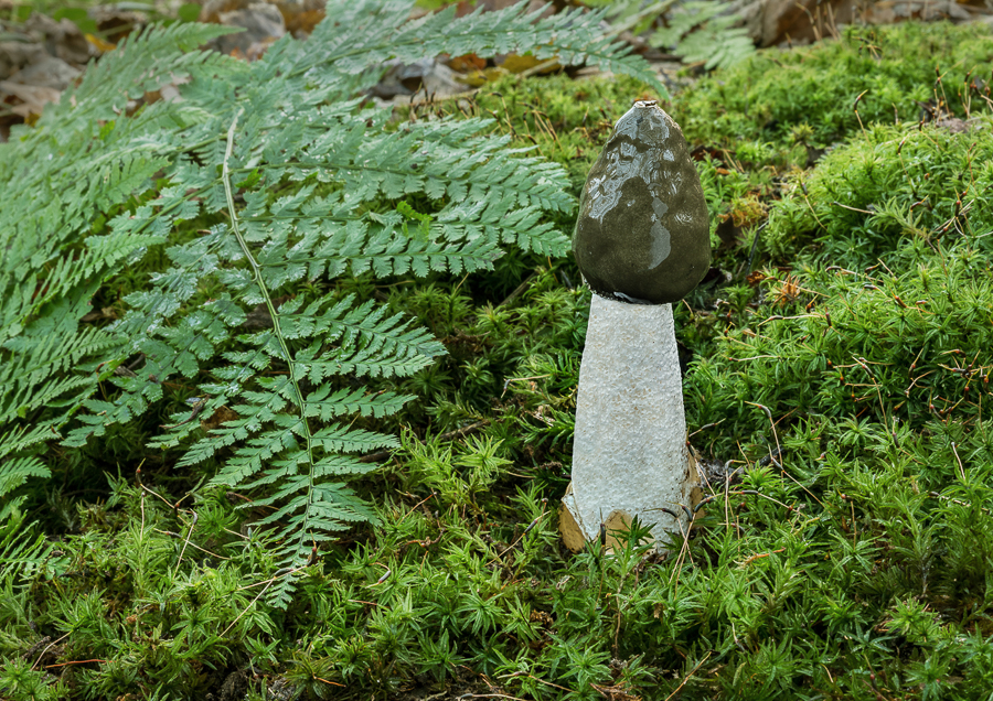 04 Phallus Impudicus Stinkhorn