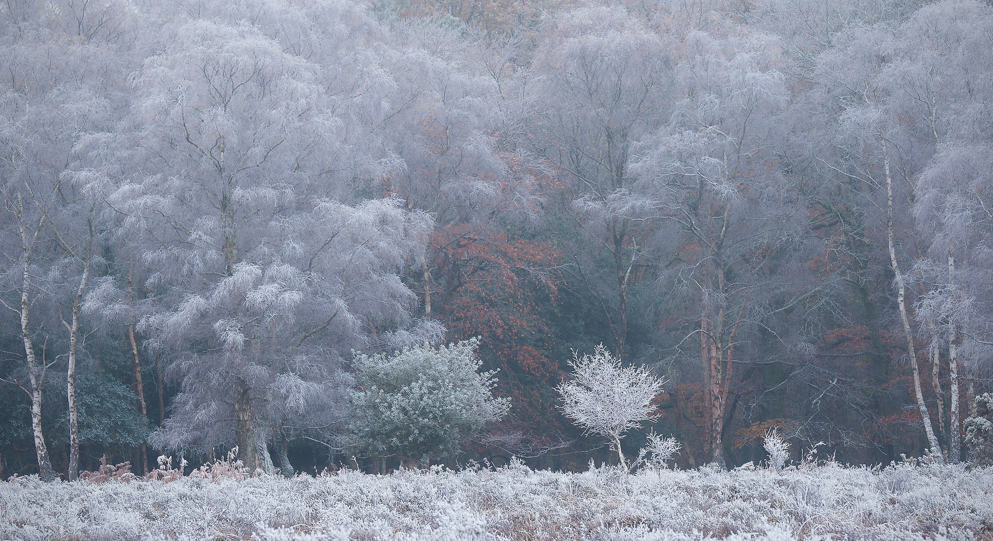 2nd Place – Frosty Tree Frieze by Roger Creber ARPS
