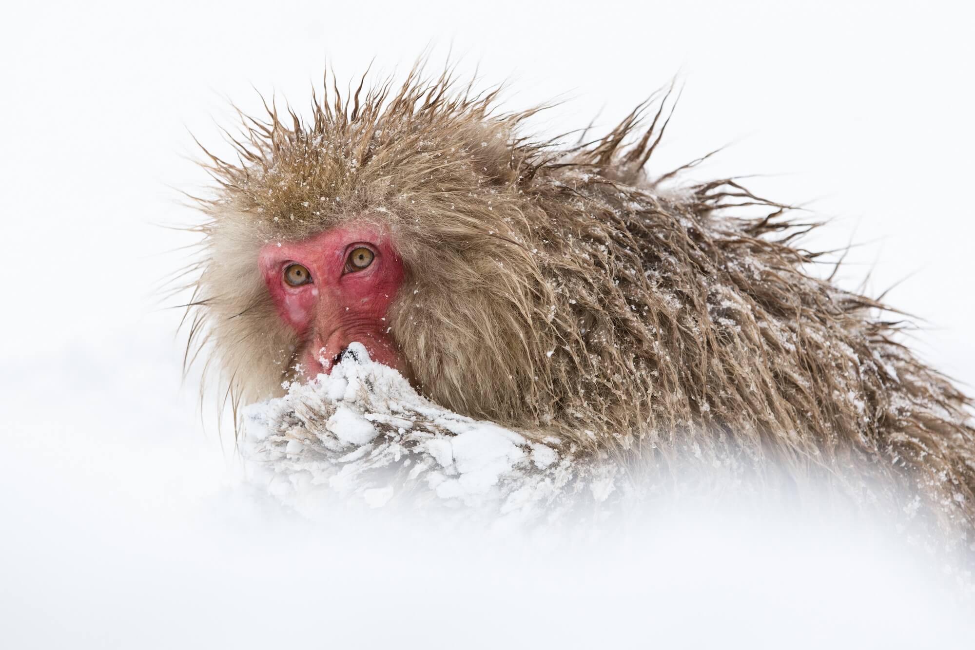 Denise Ippolito Mittens