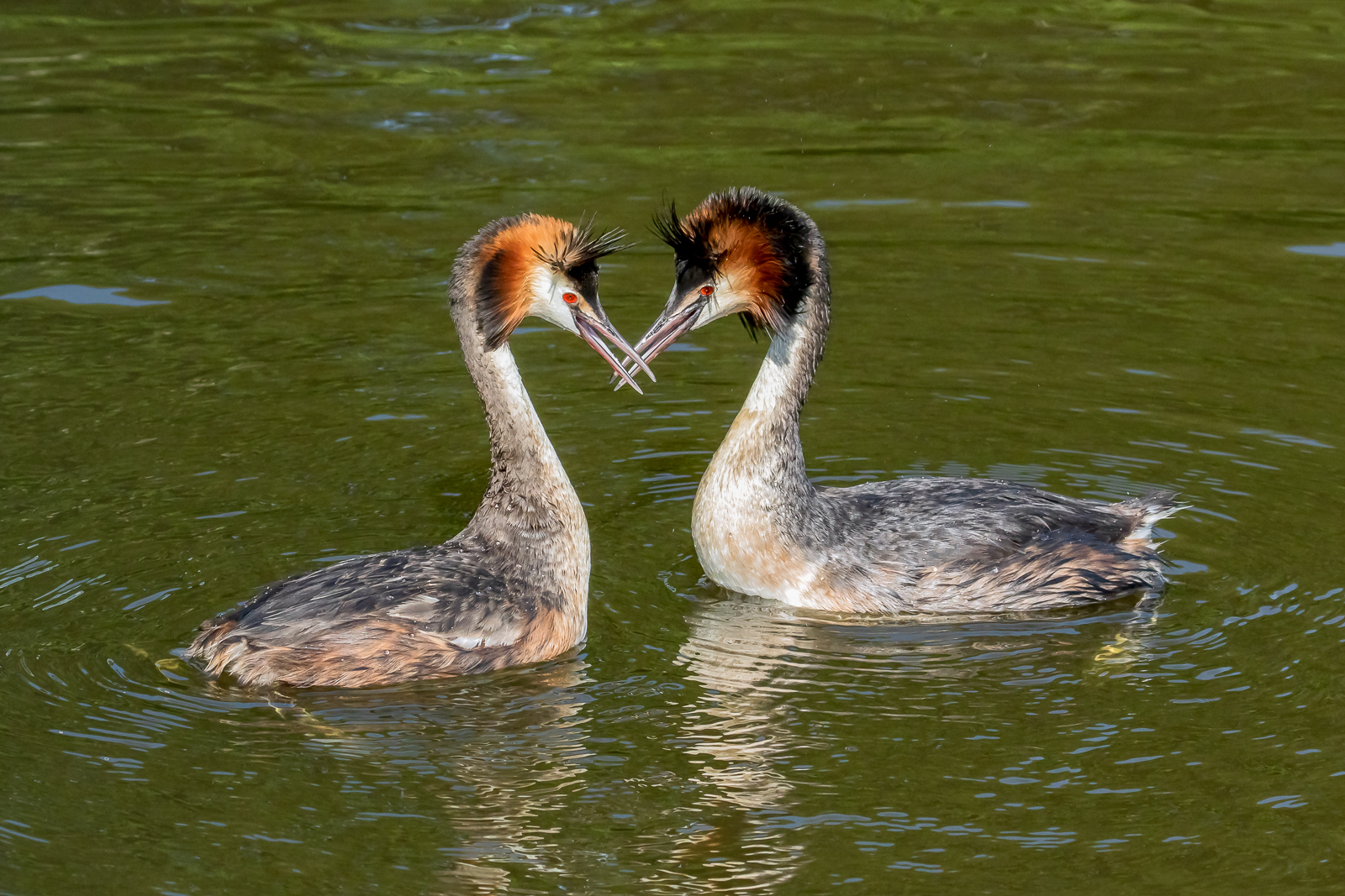 11 Grebes Courtship Dancing