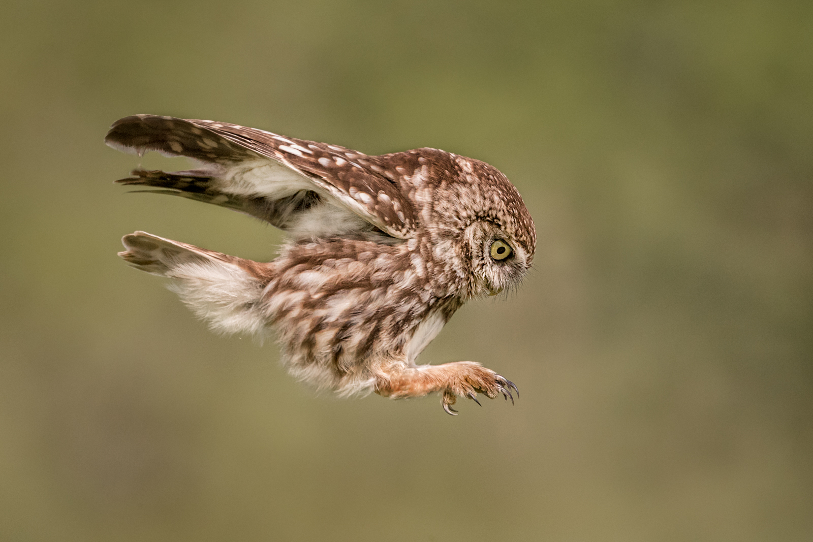 Little Owl