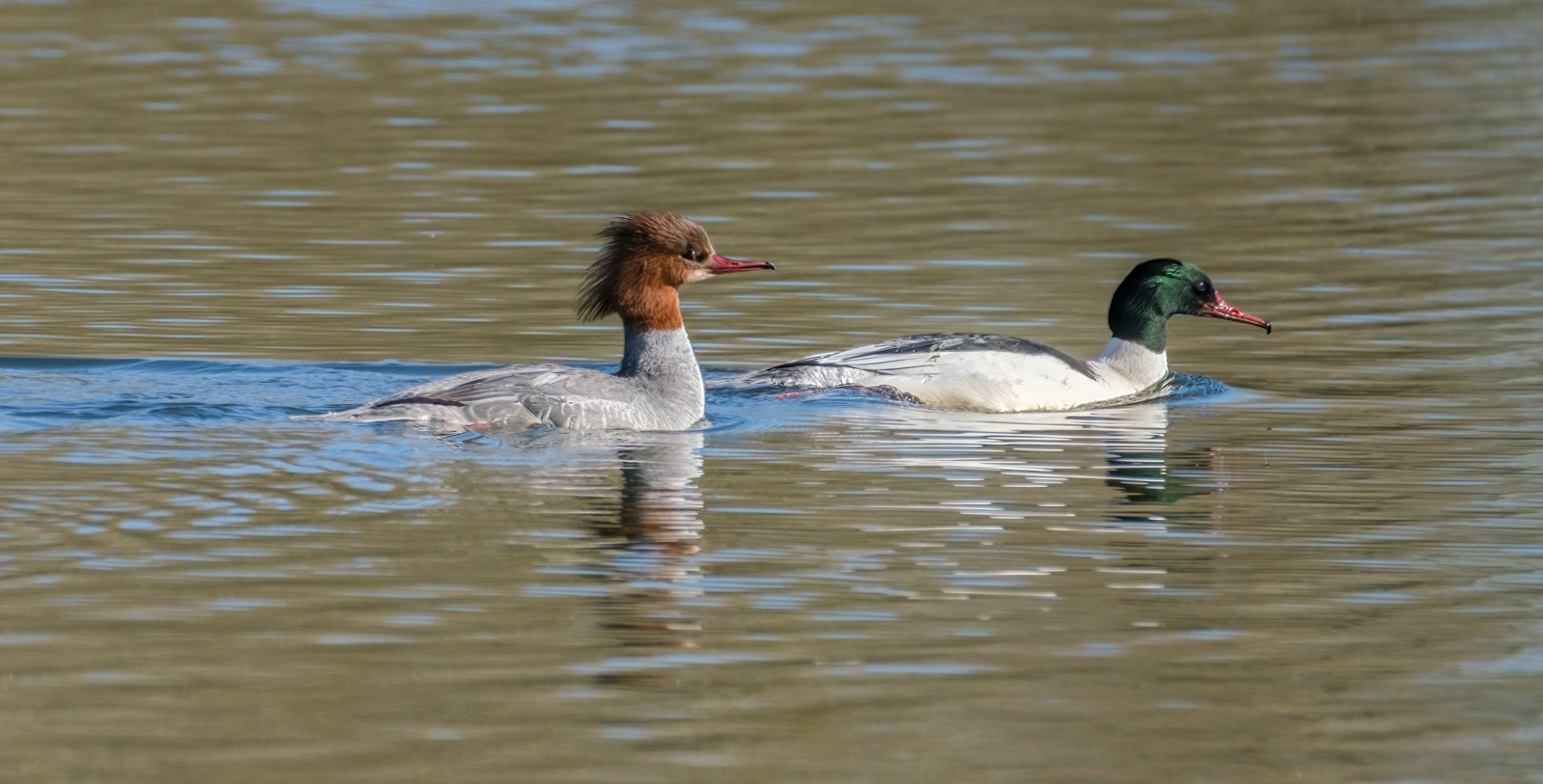Goosander Pair By Ann Miles