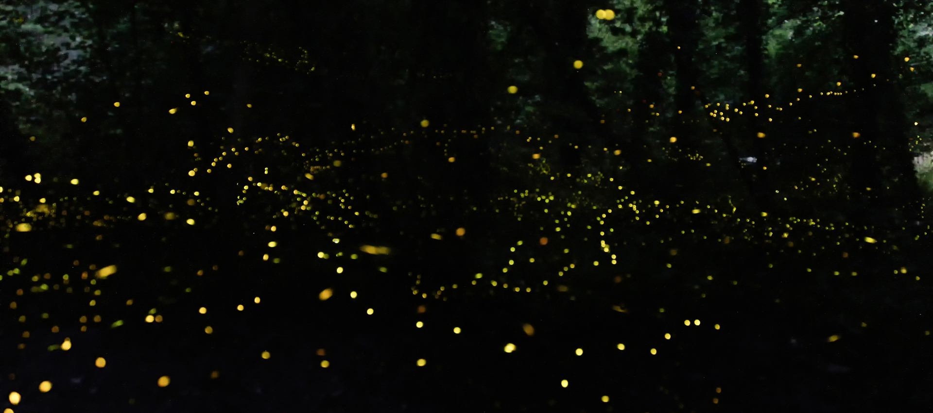 5571672 Cristina Paveri Fireflies