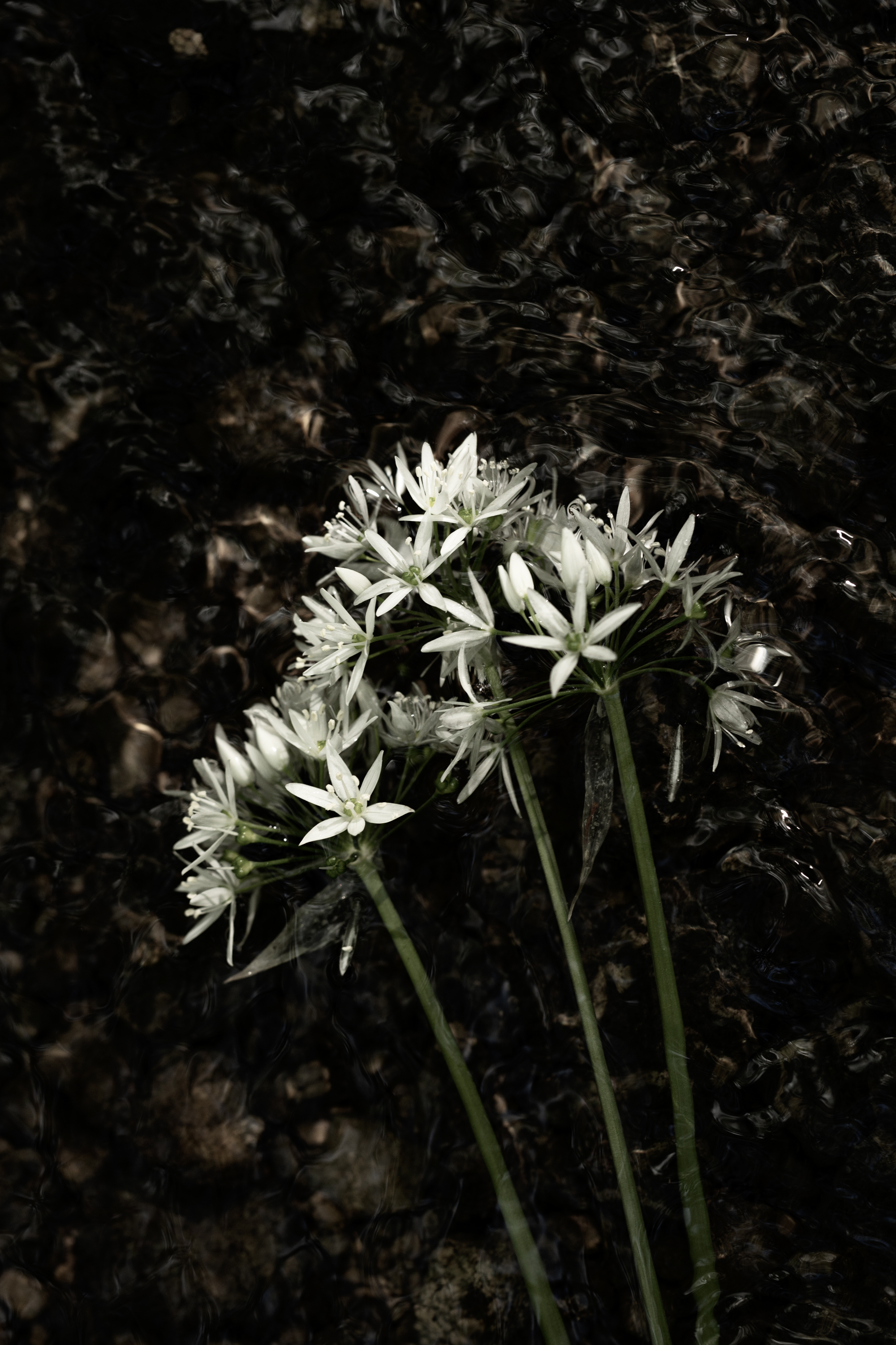 The Wild Garlic Of Spring Is A Distant Memory Fiona Mccowan FRPS