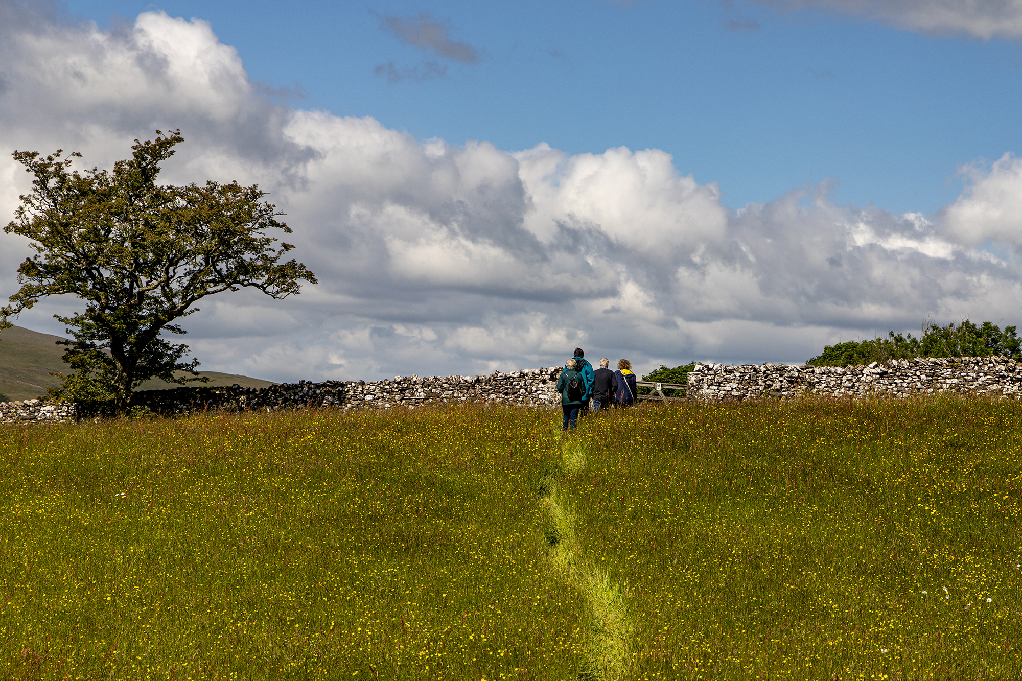 5578580 Evelynne Rogers Bowber Head Wild Flower Walk