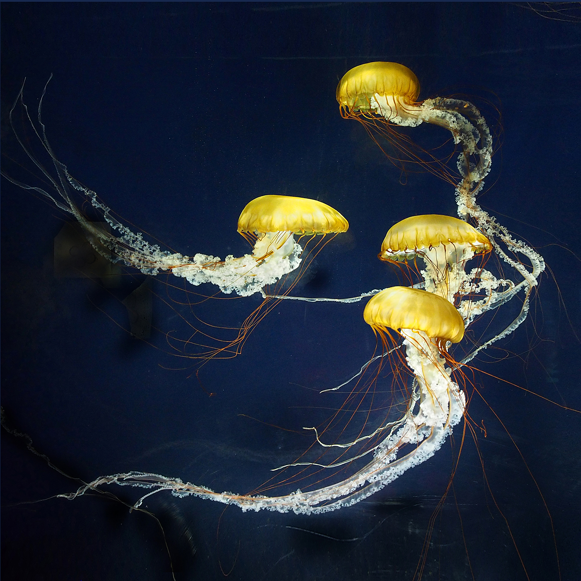 Cherry_Richard_Sea Nettles