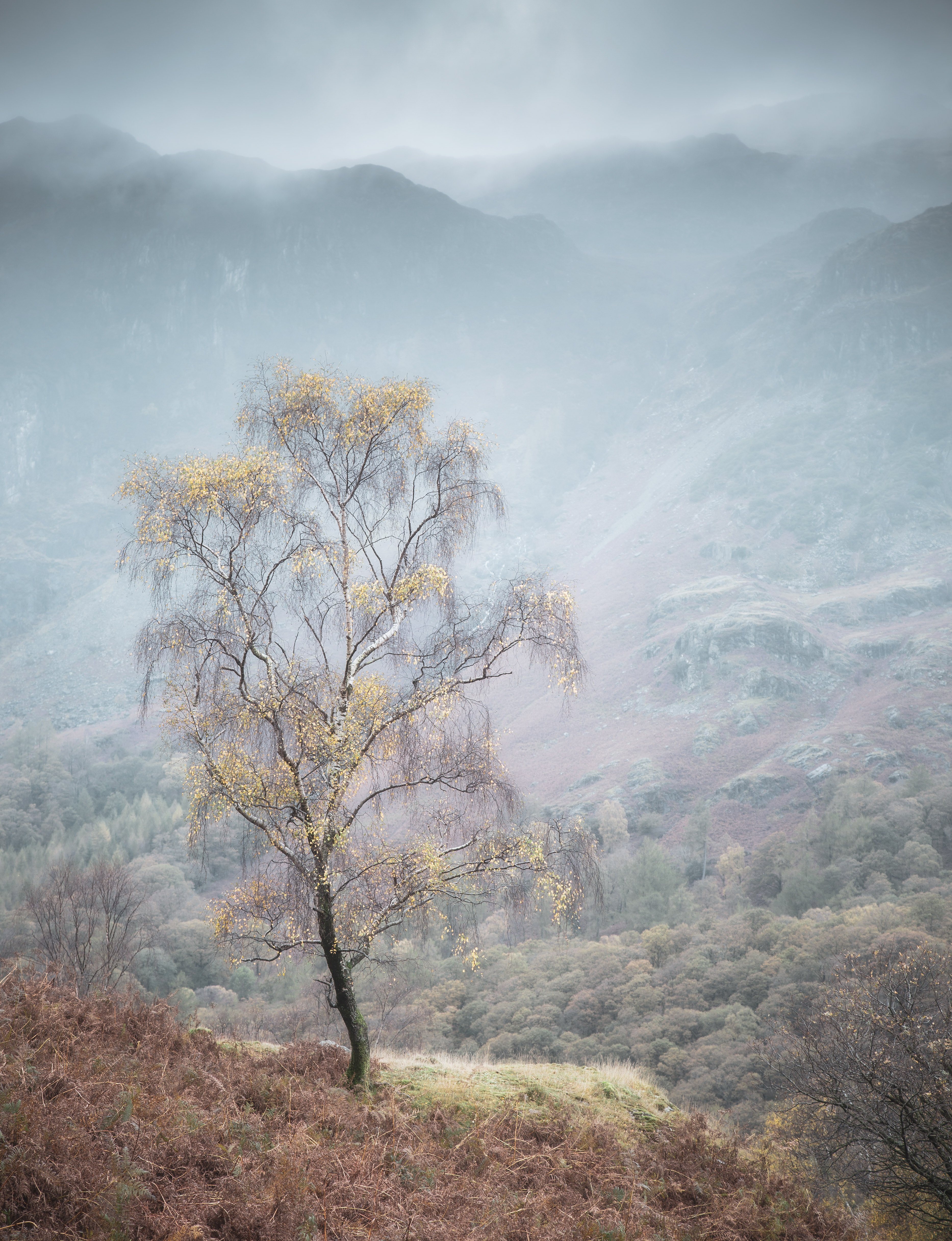 Last Leaves By Simon Turnbull