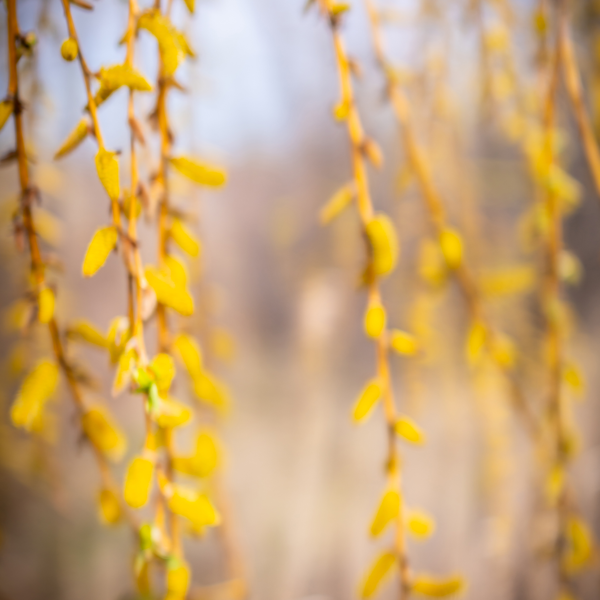 5540671 Trish Crawford Spring Willow