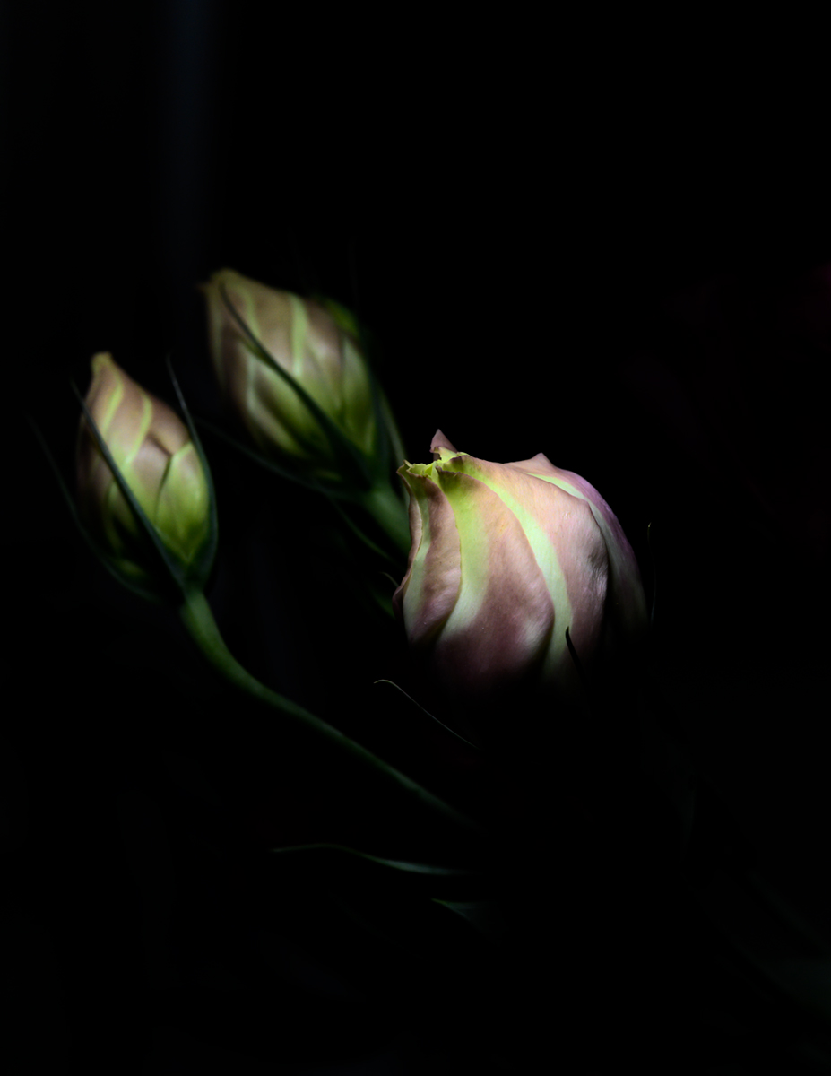 Lisianthus Buds