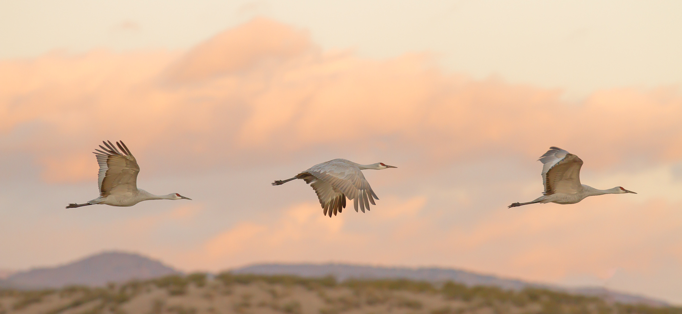 Sandhill Cranes In Flight Dave McKay