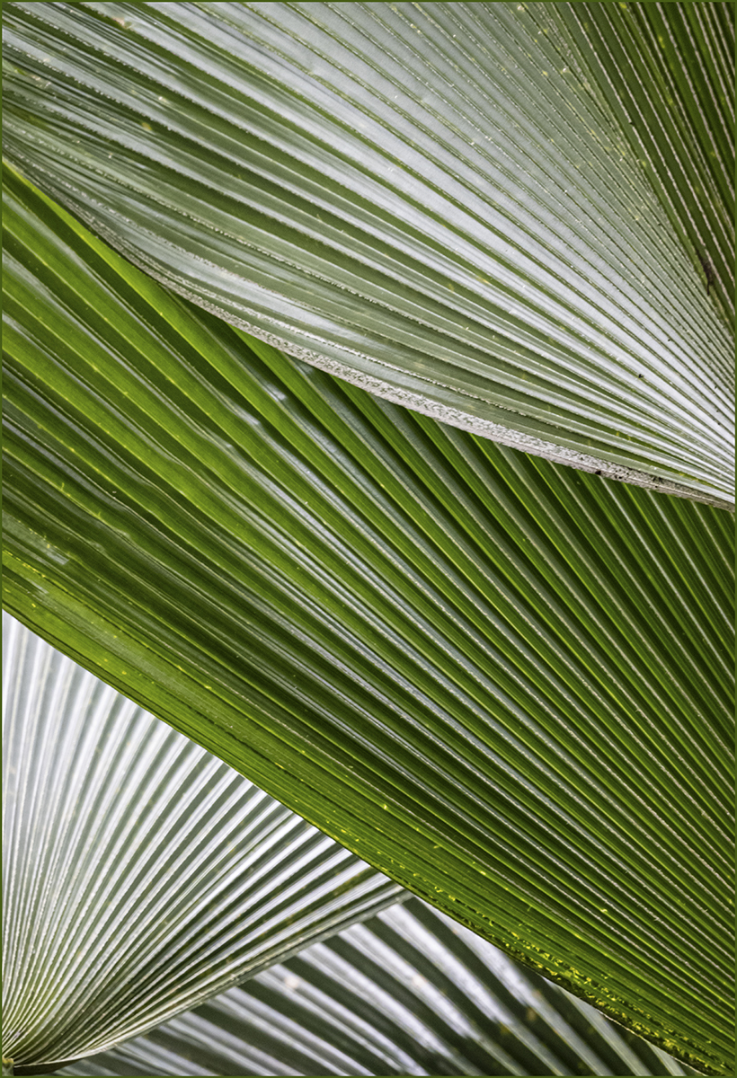 Palm Patterns, by David Jordan FRPS