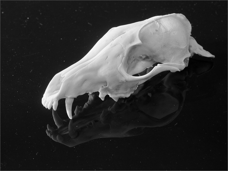 Karen Gibbon Macro 2