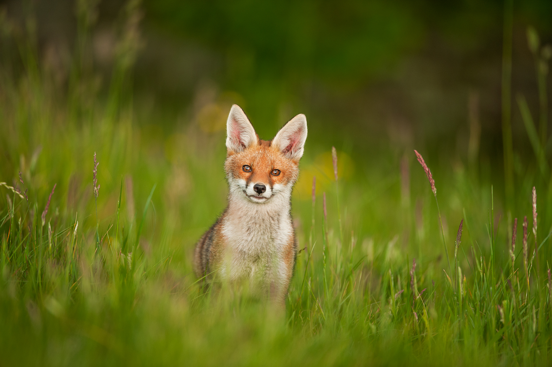 Redfox Cub Portrait AP101.LP.GETTY