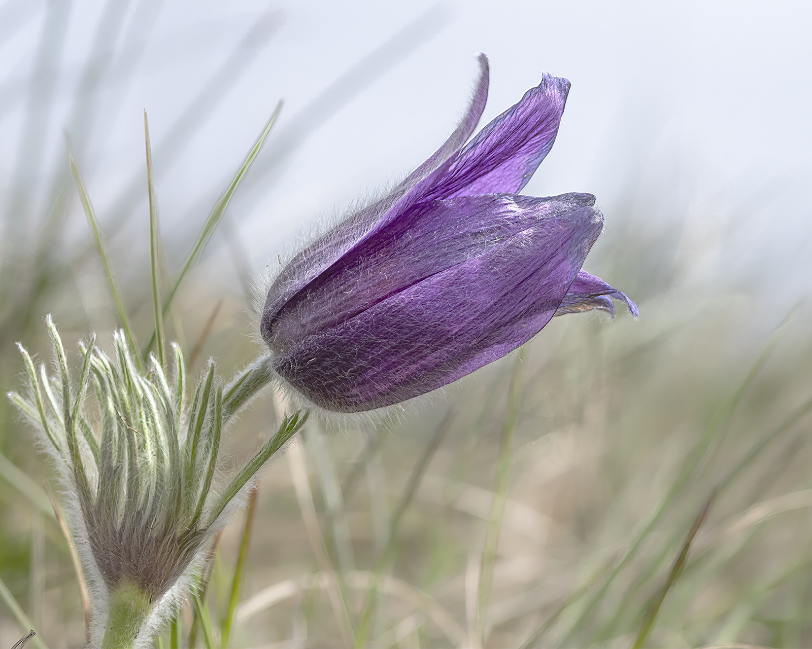 Pasque Flower2r